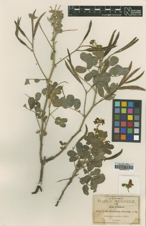 Senna argentea (Kunth) H.S.Irwin & Barneby - BM000952142