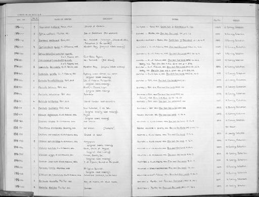 Pythia wallacii subterclass Tectipleura L. Pfeiffer, 1861 - Zoology Accessions Register: Mollusca: 1962 - 1969: page 247