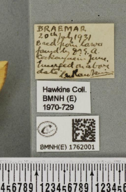 Gandaritis pyraliata (Denis & Schiffermüller, 1775) - BMNHE_1762001_label_345599