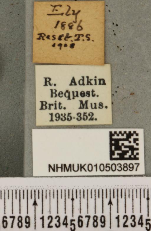 Acronicta strigosa ab. nigrescens Turner, 1927 - NHMUK_010503897_label_561765