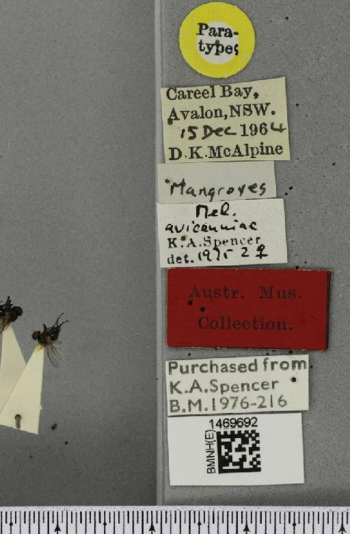 Melanagromyza avicenniae Spencer, 1977 - BMNHE_1469692_label_45118