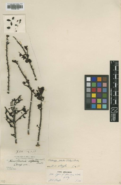 Cladomyza nivalis (Ridl.) Danser - BM000951303
