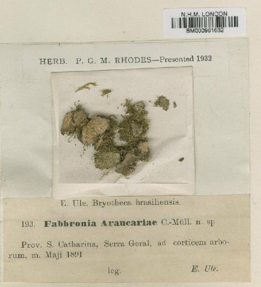 Fabronia polycarpa Hook. - BM000961632