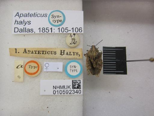 Apateticus halys Dallas, 1851 - 010592340_Apateticus halys ST FR