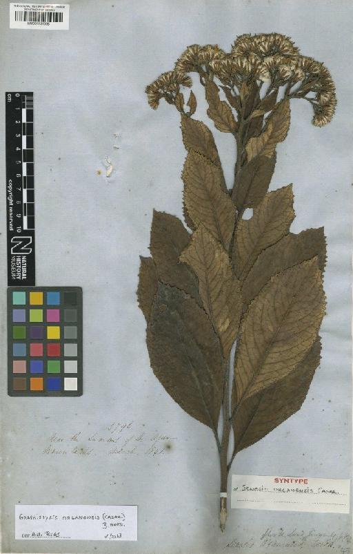 Senecio organensis Casar. - BM001124995