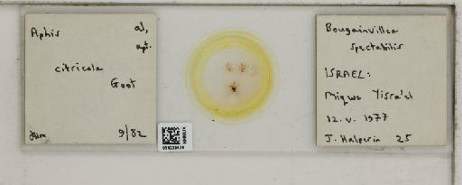 Aphis (Medoralis) spiraecola Patch, 1914 - 014225479_112525_1093088_157793_NoStatus