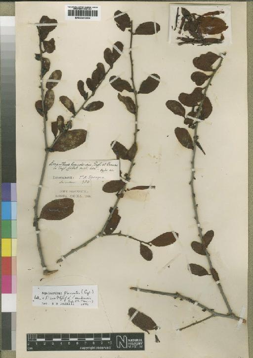 Agelanthus glomeratus (Engl.) Polhill & Wiens - BM000910900