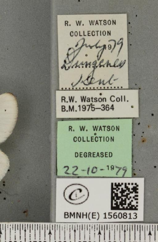 Euproctis chrysorrhoea (Linnaeus, 1758) - BMNHE_1560813_label_253469