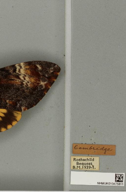 Acherontia atropos ab. intermedia Tutt, 1904 - NHMUK_010475811_label_527293