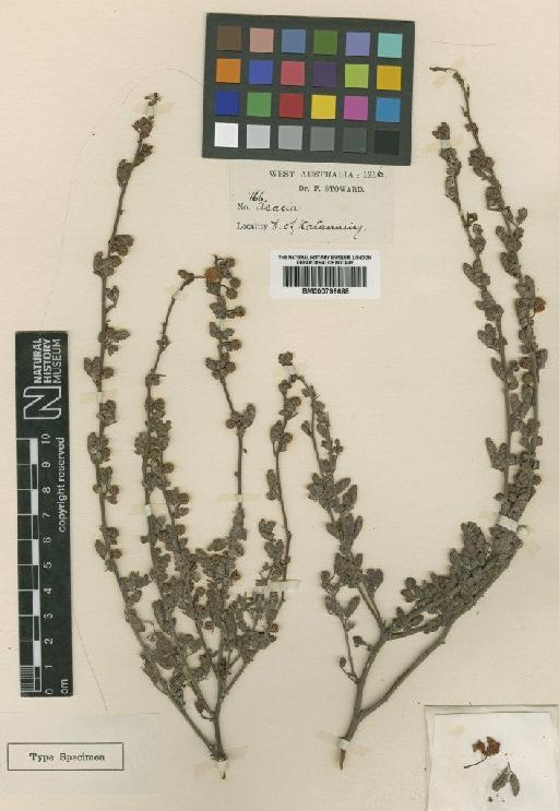 Acacia grisea S.Moore - BM000796688