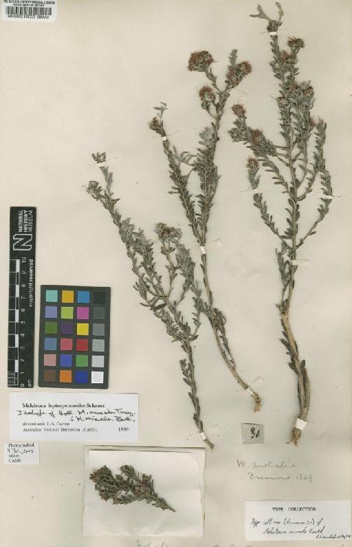 Melaleuca leptospermoides Schauer - BM000021305