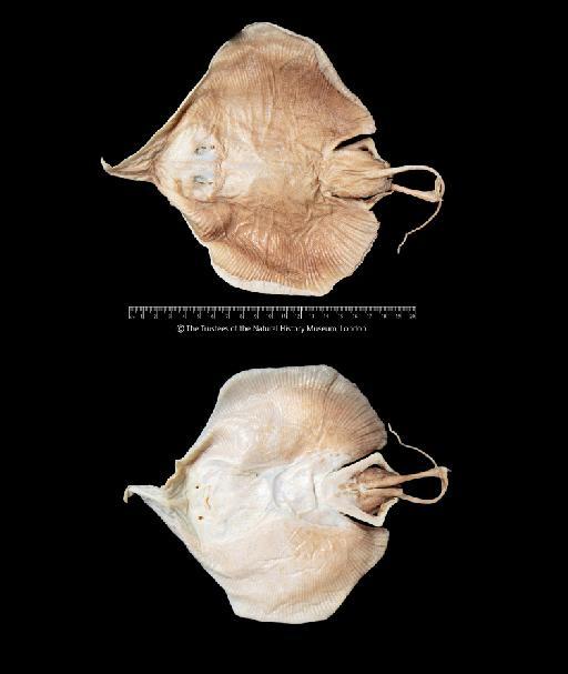 Anacanthobatis borneensis Chan, 1965 - BMNH 1965.1.29.1, HOLOTYPE, Anacanthobatis borneensis