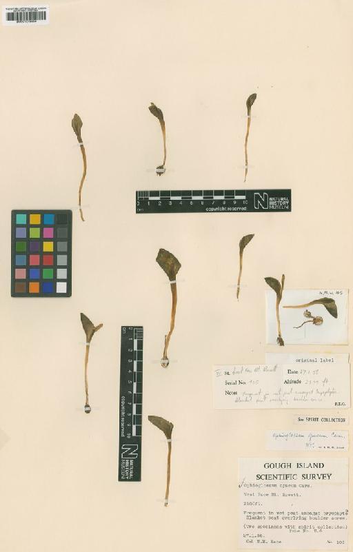 Ophioglossum opacum R.Br. ex Carmich. - BM001079659