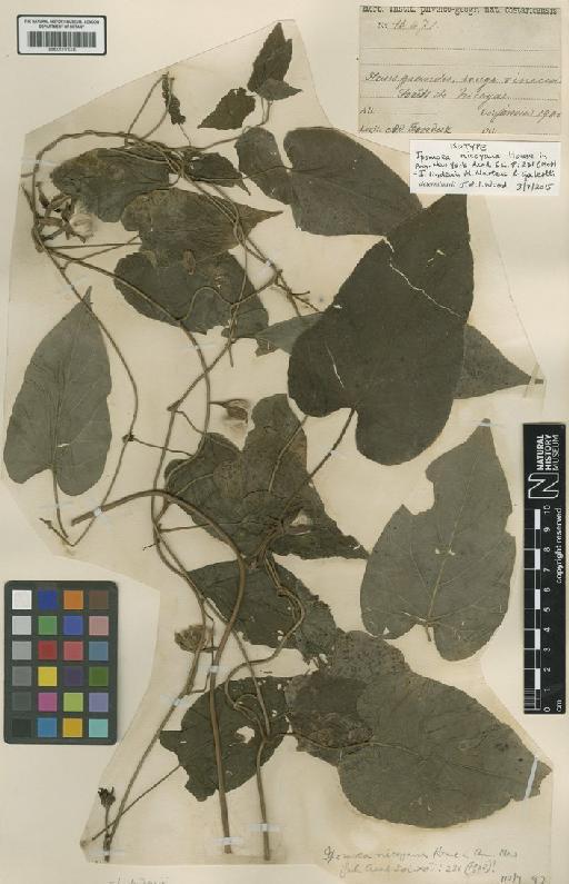 Ipomoea lindenii M.Martens & Galeotti - BM001191006