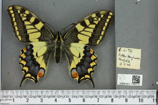 Papilio machaon britannicus Seitz, 1907 - BMNHE_1089772_69630