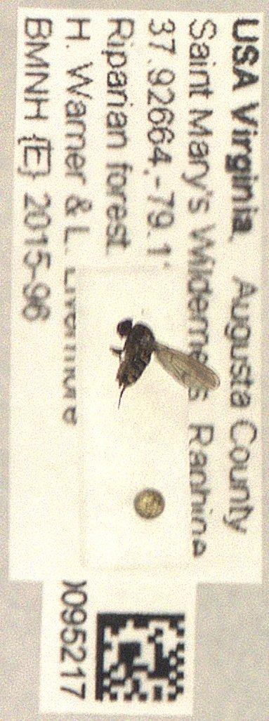 Drosophilidae Rondani, 1856 - Diptera 010095217