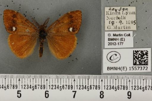 Orgyia antiqua (Linnaeus, 1758) - BMNHE_1557372_256843