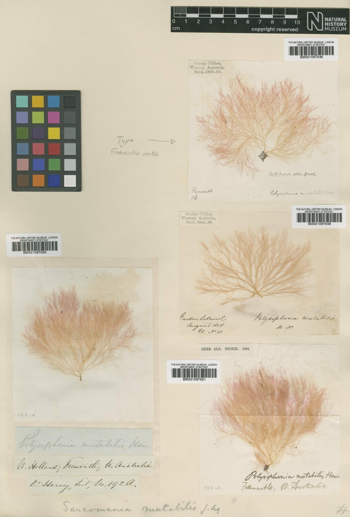 To NHMUK collection (Platysiphonia mutabilis (Harv.) Womersley & Shepley; NHMUK:ecatalogue:2301643)