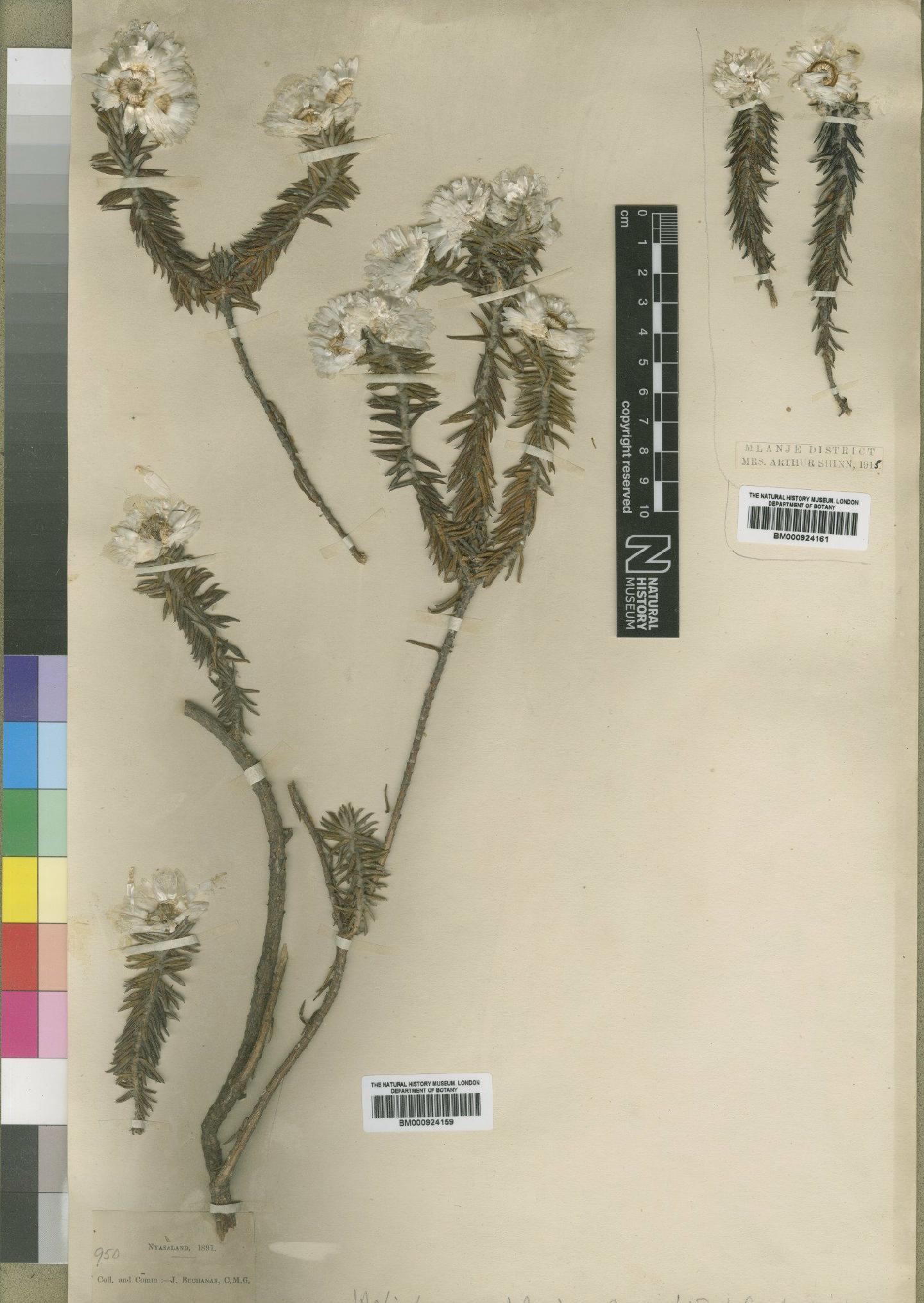 To NHMUK collection (Helichrysum whyteanum Britten; Syntype; NHMUK:ecatalogue:4529187)