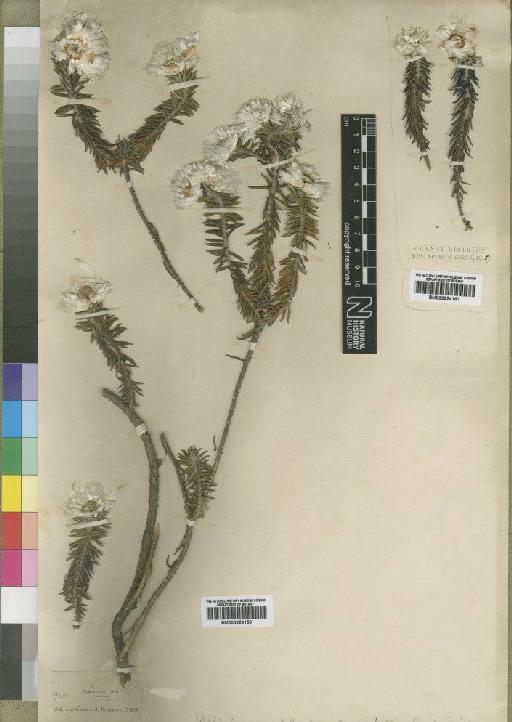 Helichrysum whyteanum Britten - BM000924159