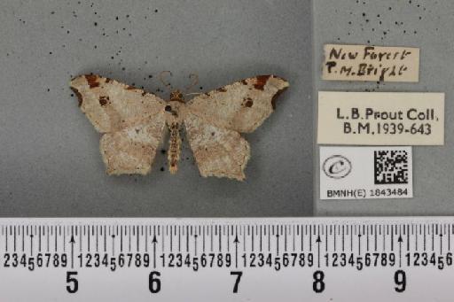 Macaria alternata (Denis & Schiffermüller, 1775) - BMNHE_1843484_420558