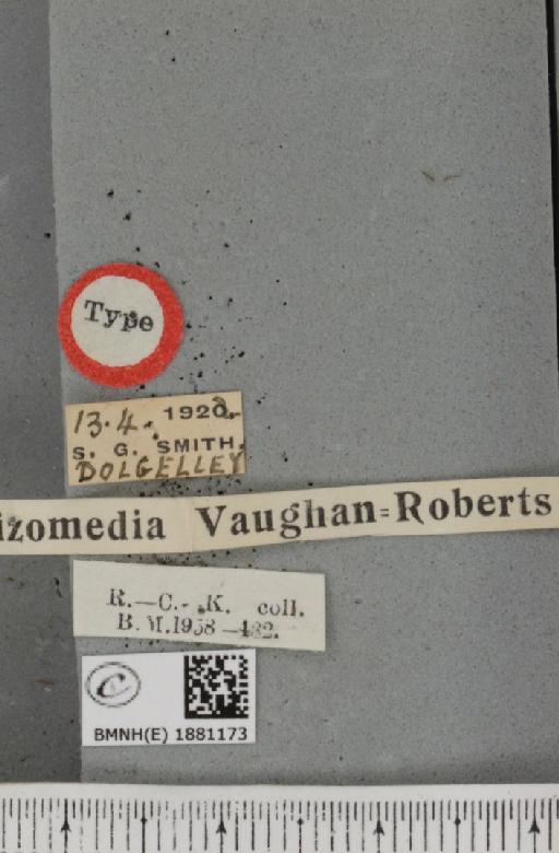 Selenia dentaria ab. schizomedia Vaughan-Roberts, 1951 - BMNHE_1881173_label_446349