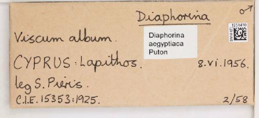 Diaphorina aegyptiaca Puton, 1892 - 010716828_additional