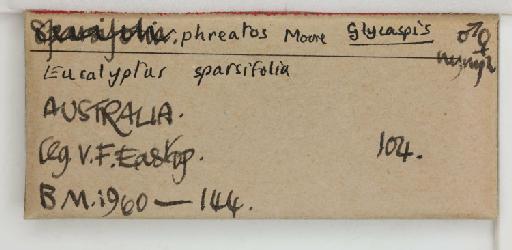 Glycaspis (Synglycaspis) phreatos Moore, 1961 - 010723615_additional