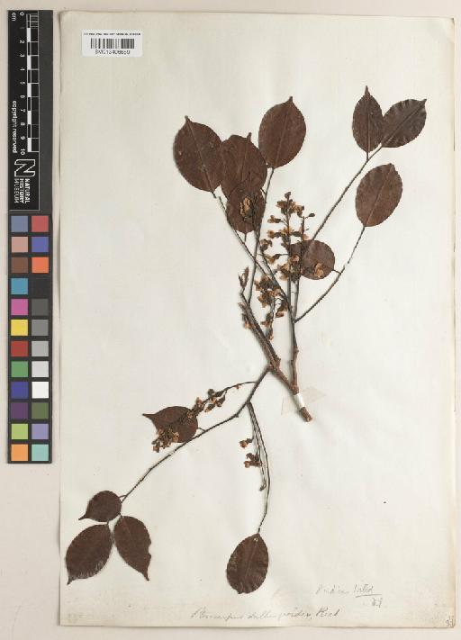 Pterocarpus indicus f. indicus - BM013406689