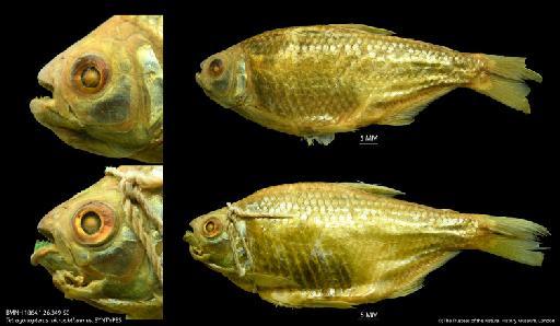 Tetragonopterus microphthalmus Günther, 1864 - BMNH 1864.1.26.349-50 Tetragonopterus microphthalmus, SYNTYPES