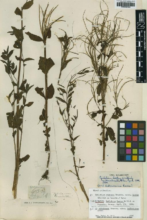 Epilobium amurense subsp. laetum (Wall. ex Hausskn.) P.H.Raven - BM000957928