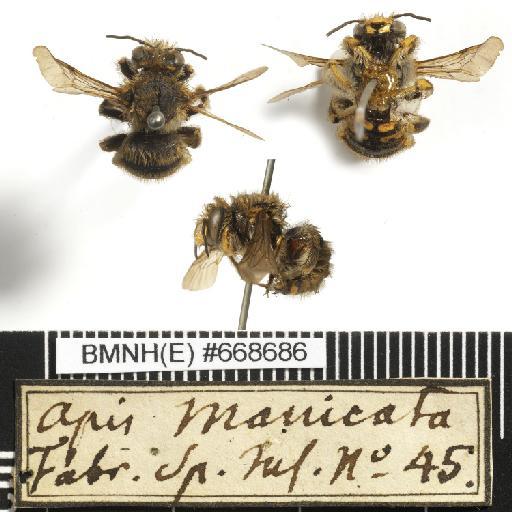 Apis manicata Linnaeus, 1758 - Apis_manicata-BMNH(E)#668686-habiti