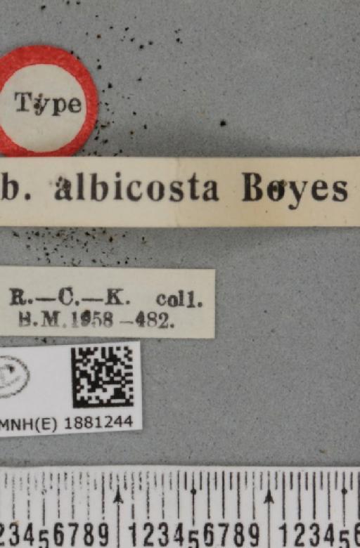 Selenia dentaria ab. albicosta Boyes, 1954 - BMNHE_1881244_label_446488