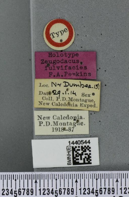 Bactrocera (Parazeugodacus) fulvifacies (Perkins, 1939) - BMNHE_1440544_label_36190