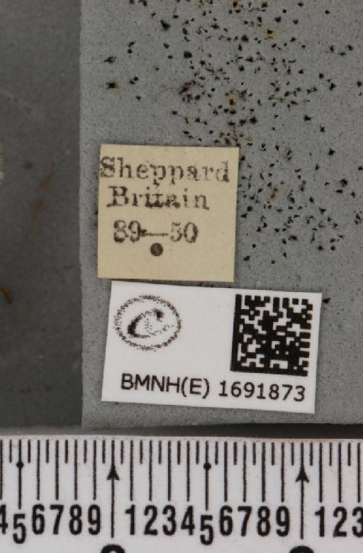 Meganola albula (Denis & Schiffermüller, 1775) - BMNHE_1691873_label_291394