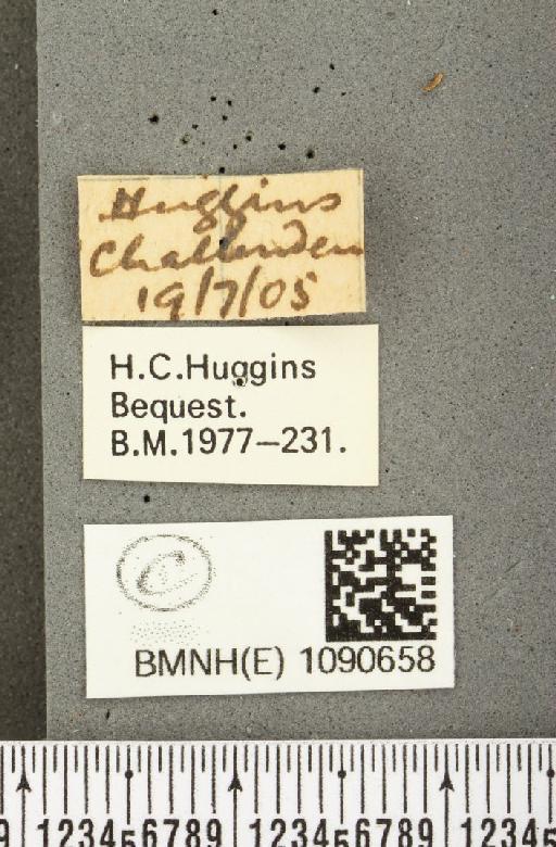 Pyronia tithonus britanniae (Verity, 1914) - BMNHE_1090658_label_967