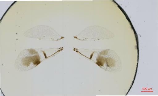 Hexacladia gwydion Noyes, 2010 - 010178949__2017_01_31-1-Scene-1-ScanRegion0