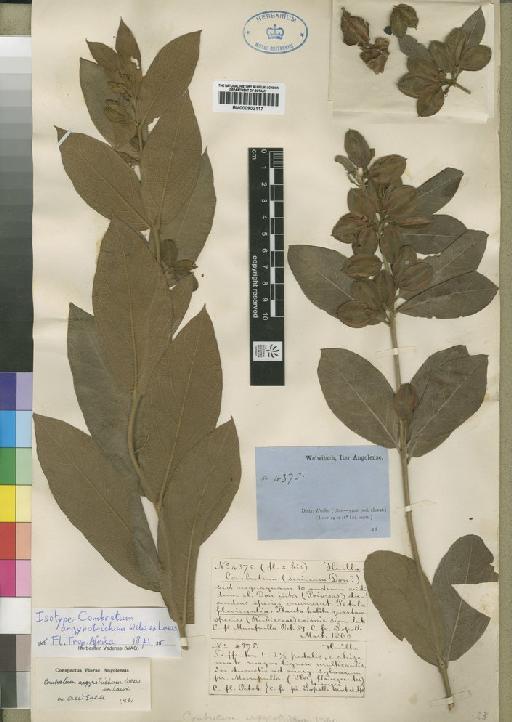 Combretum argyrotrichum - BM000902117