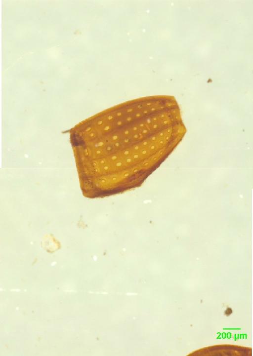 Histeridae Gyllenhal, 1808 - 010189761___11