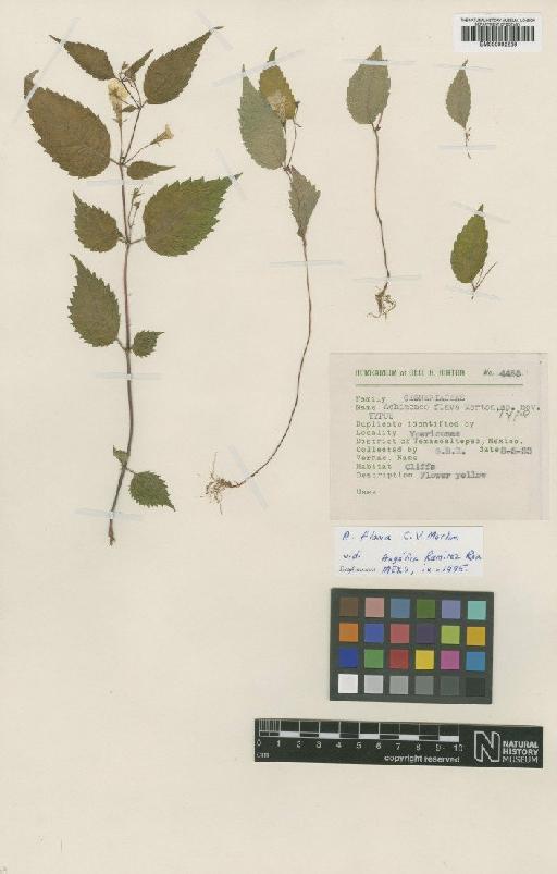 Achimenes flava C.V.Morton - BM000992239