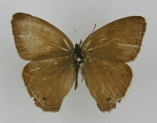 Euptychia disaffecta Butler & Druce, 1874 - BMNH(E)_ 1204756_Yphthimoides_(Euptychia)_renata_disaffecta_Butler_HT_male (2)