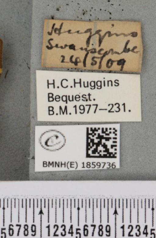 Pseudopanthera macularia (Linnaeus, 1758) - BMNHE_1859736_label_430032