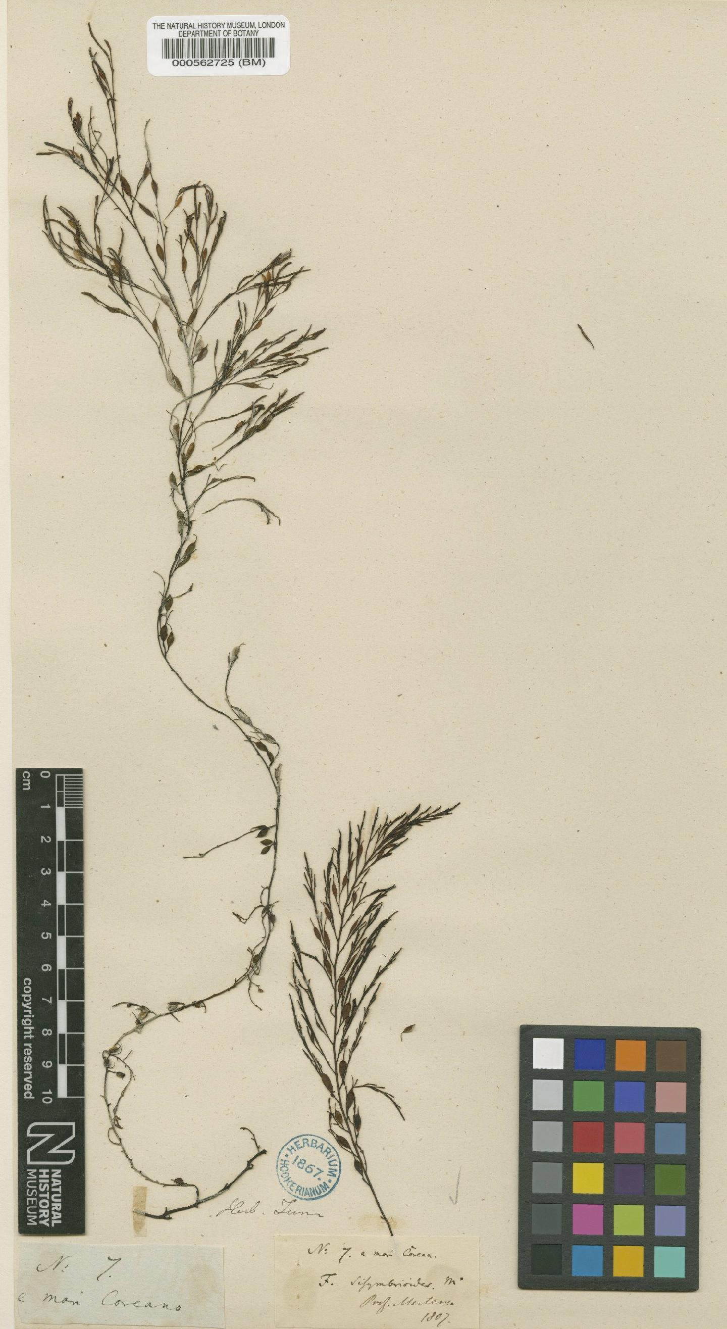 To NHMUK collection (Myagropsis myagroides (Mert. ex Turner) Fensholt; TYPE; NHMUK:ecatalogue:4721964)