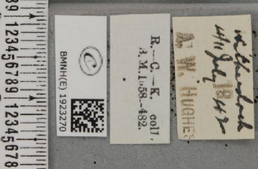 Ematurga atomaria (Linnaeus, 1758) - BMNHE_1923270_label_487852