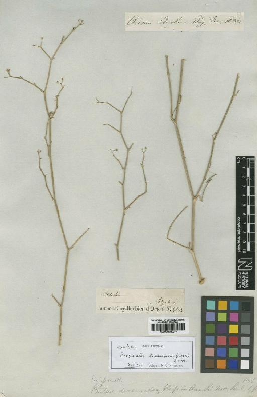 Pimpinella deverroides (Boiss) Boiss - BM000885417