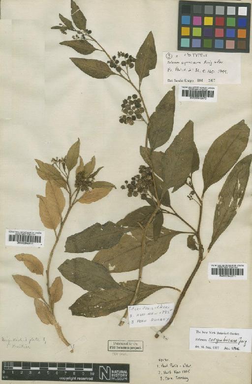 Solanum corymbosum Jacq. - BM000942571