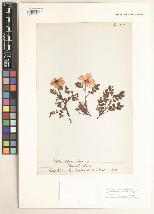 Rosa spinosissima L. - 013829972