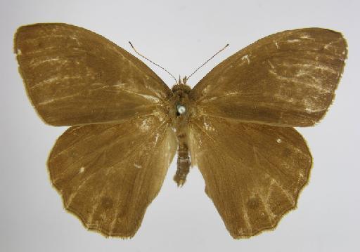 Taygetis euptychidia Butler, 1868 - BMNH(E)_1267099_Pseudodebis_(Taygetis)_euptychidia_Butler_T_male_ (2)