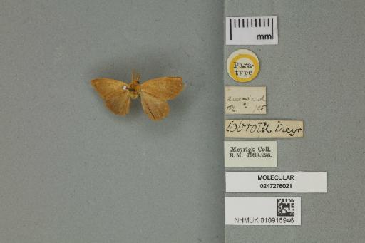 Porthesia iobrota Meyrick, 1891 - 010916946