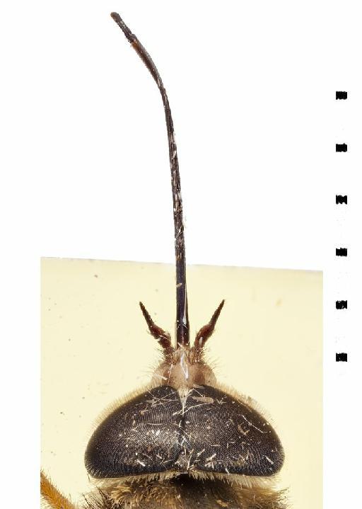 Pityocera (Pseudelaphella) patellicornis (Kroeber) - Pseudelaphella pateicornis PLT Head